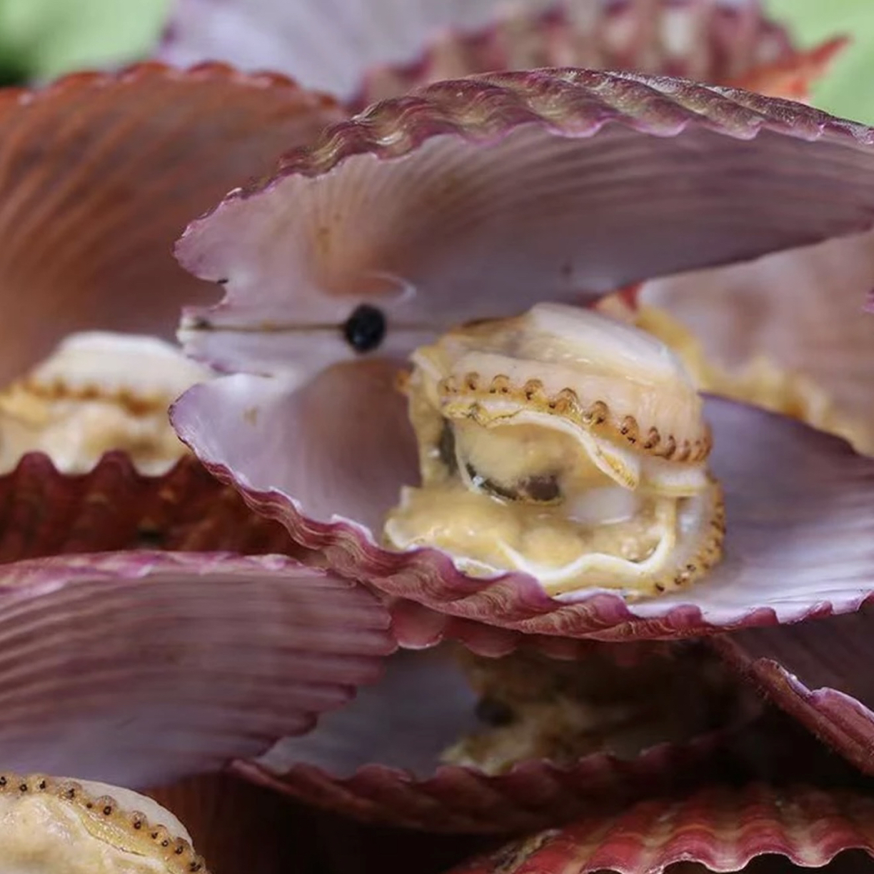 大连本地小红贝每斤10-12只鲜甜肥美3斤5斤发货海鲜