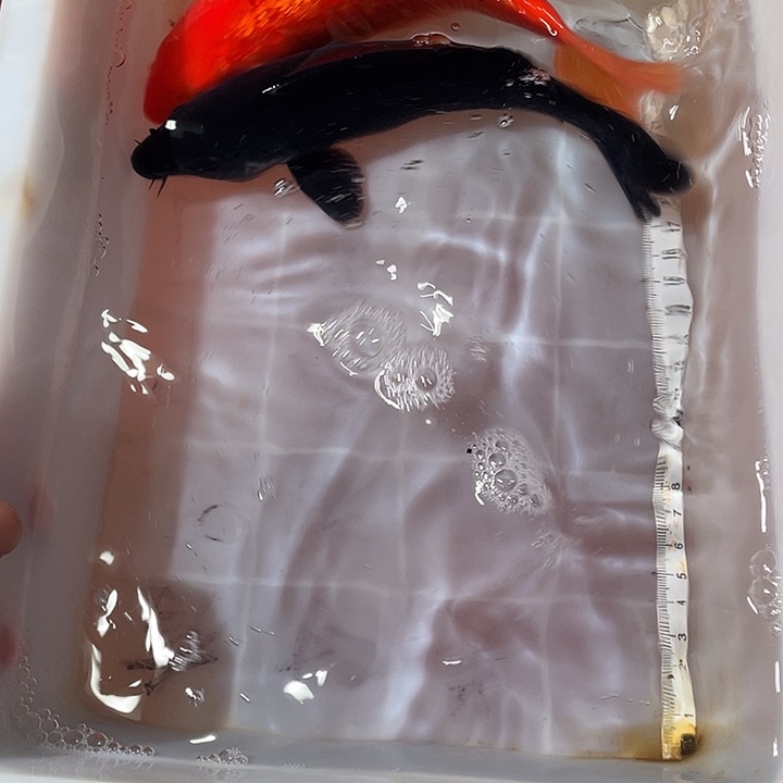 蝴蝶鲤鱼渔场直发113