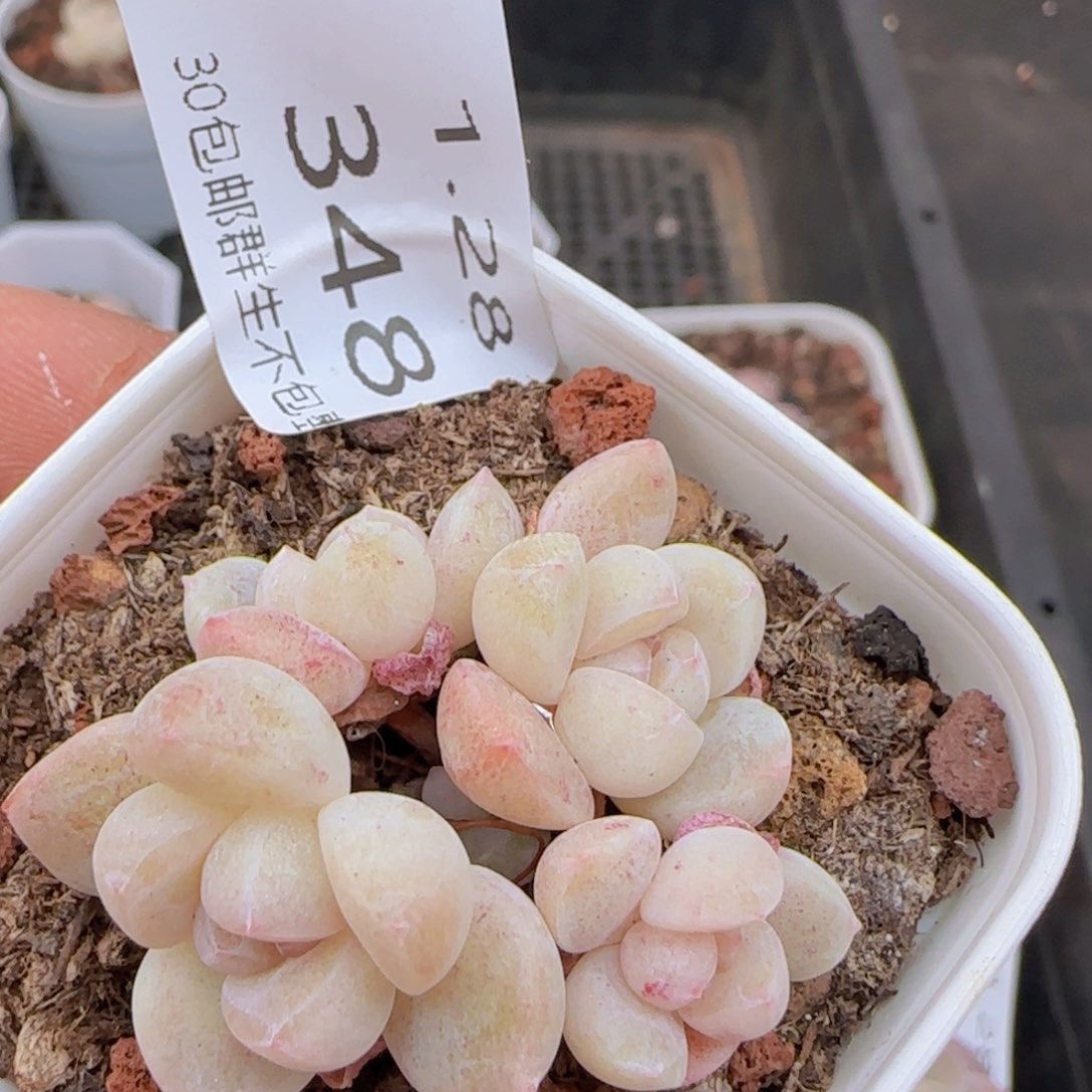 四头冰玉一颗脱土发货