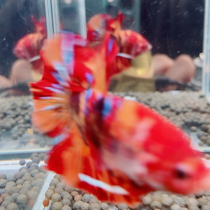 斗鱼黑322号巨斗将军