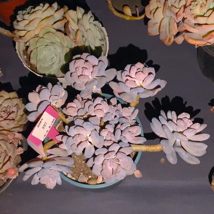 397三日月美人肉肉肉肉