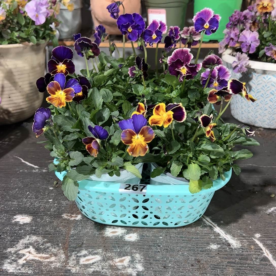 【闪购商品】267号