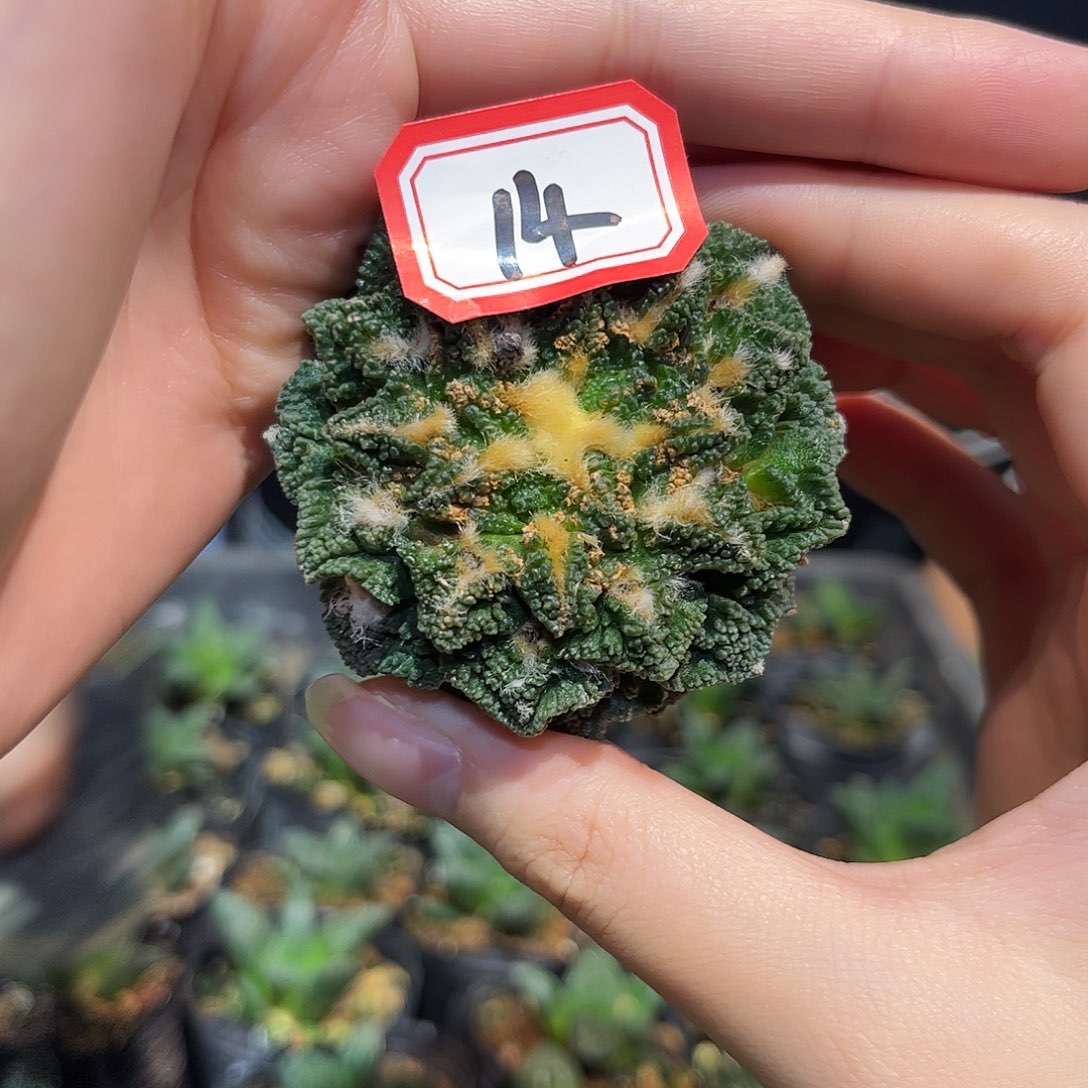 14号自根烧辛盾牡丹萝卜根