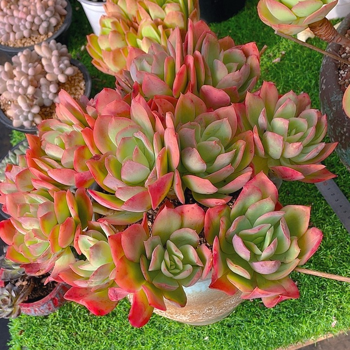 花***笑谢谢你的支持0000075