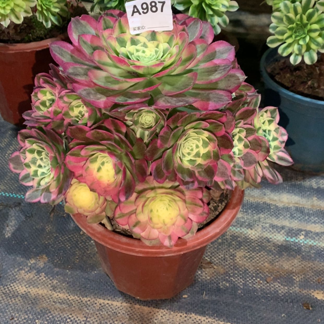 【闪购商品】987玉