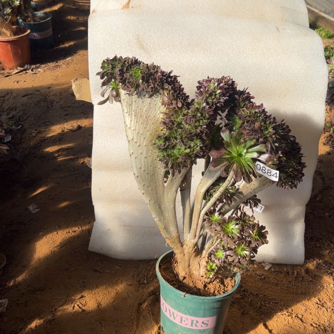 有伤黑缀884高度42厘米