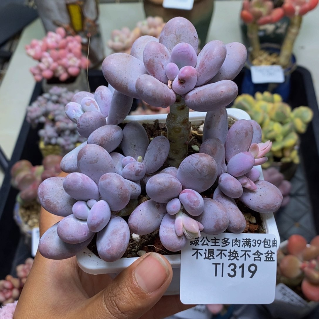319水光针多肉8c m