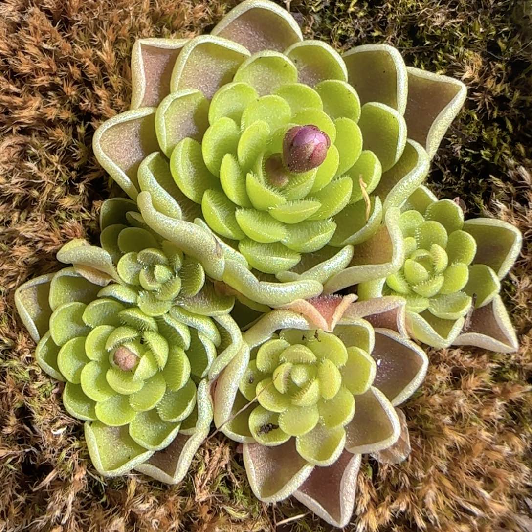 多肉1225-29捕虫堇