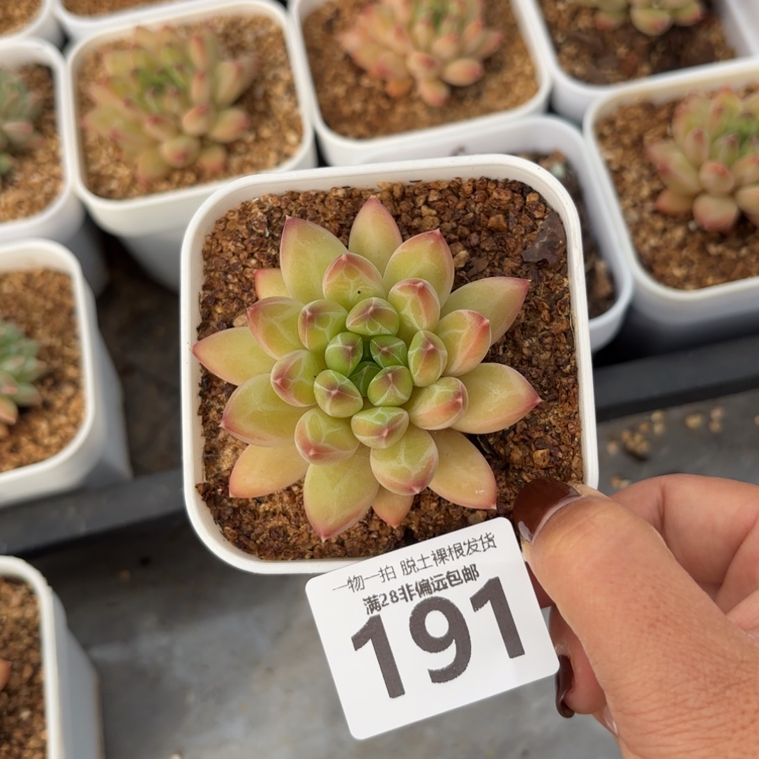 青花瓷单头无盆土发货