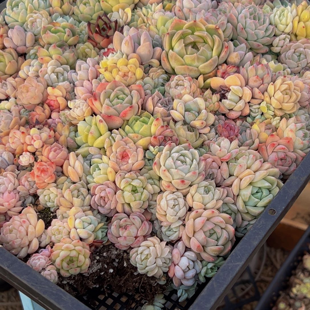 784多肉葡萄领导人物