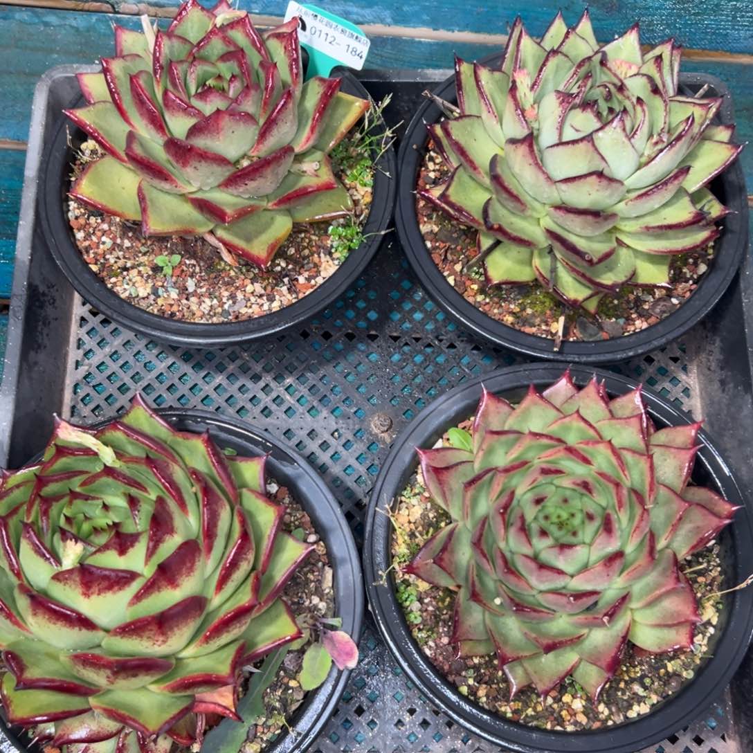 多肉一物一拍0112-184