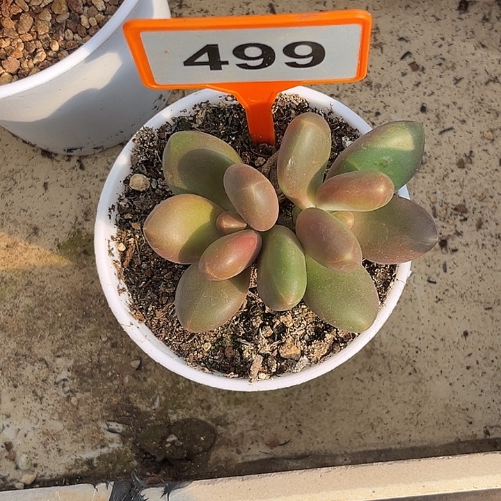 多肉植物芒果奶499