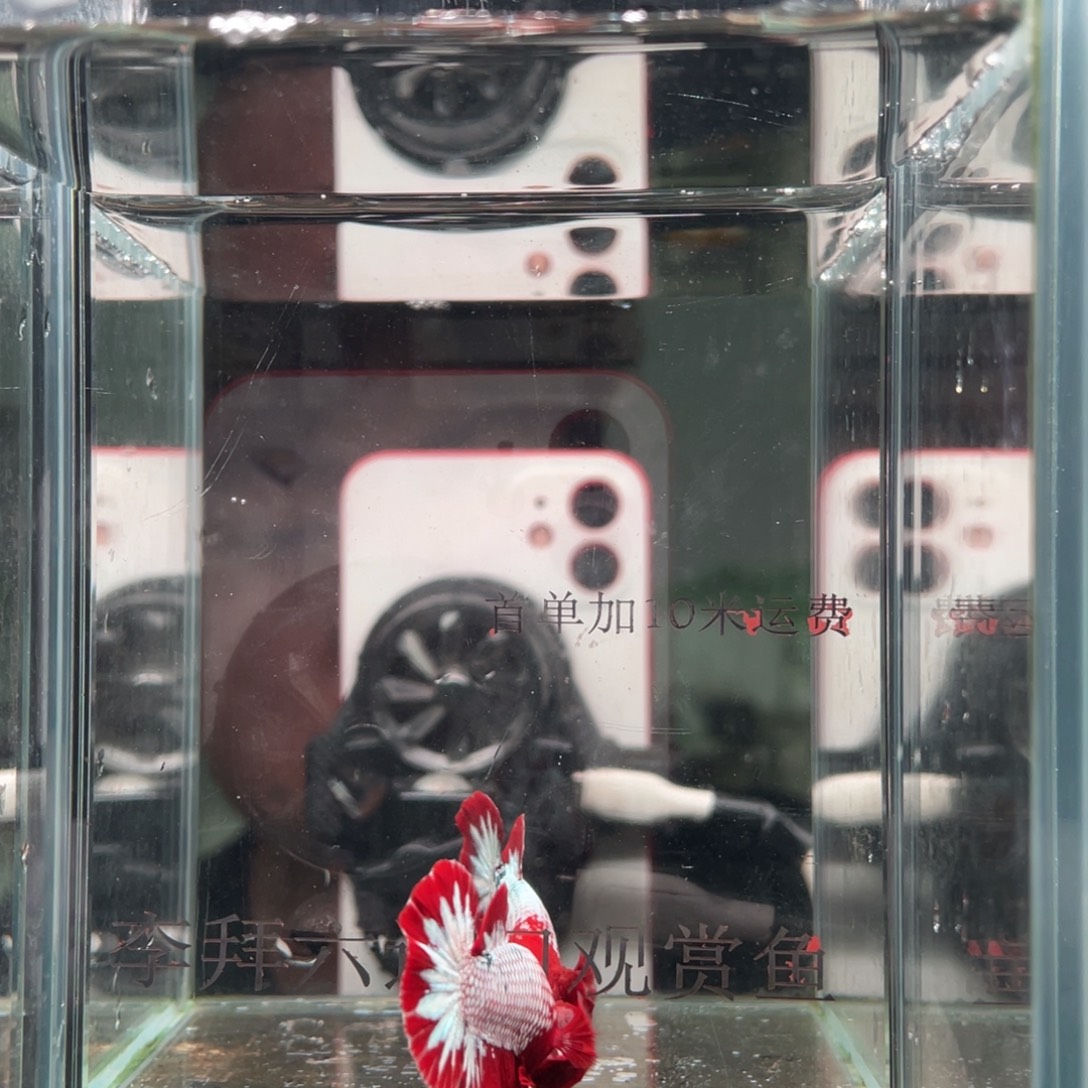 斗鱼印尼精品斗鱼56