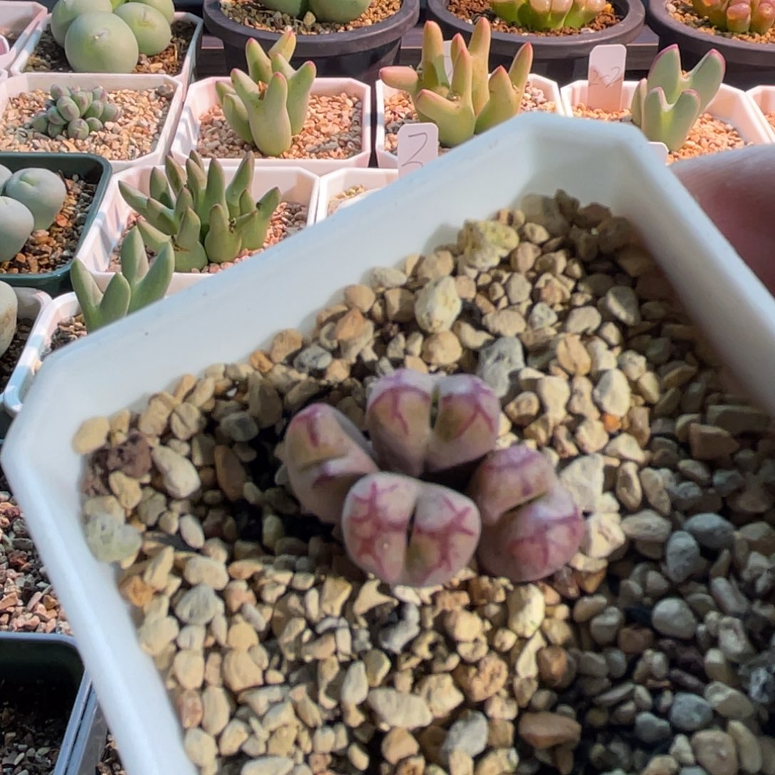 1527杂白花大紫猴植物一物一拍