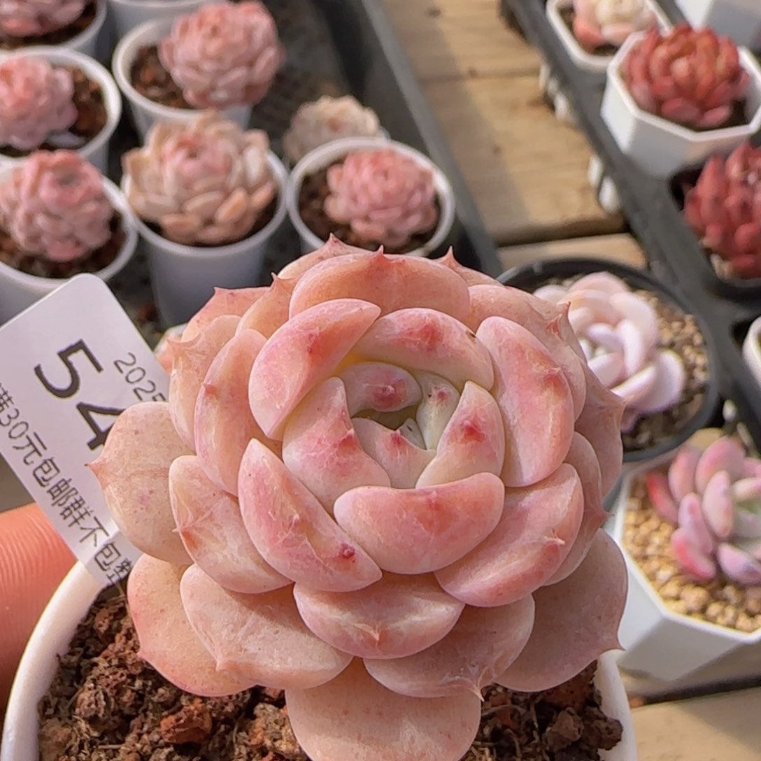 冰魄单头一颗脱土发货