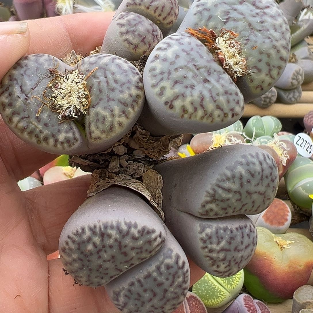 2729 生石花部分有伤长腿清不售后