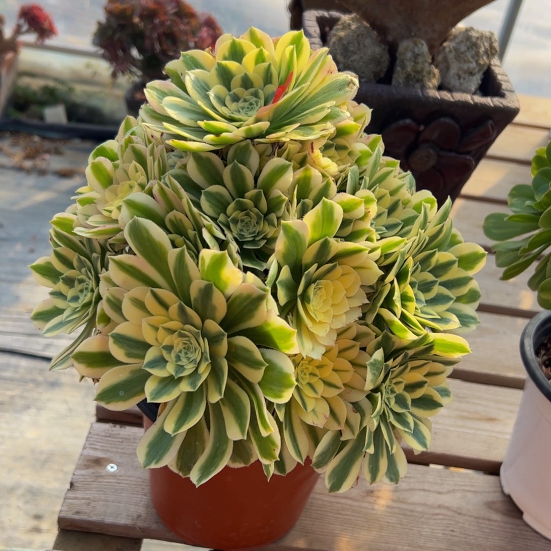 105炖肉植物发货迈巴赫