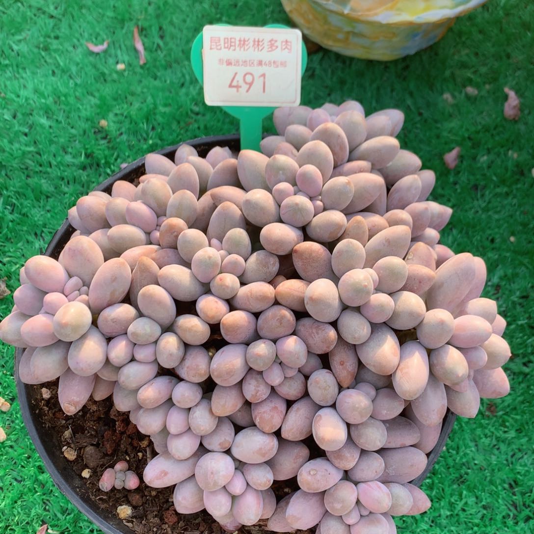 粉色恋人矮桩平头491