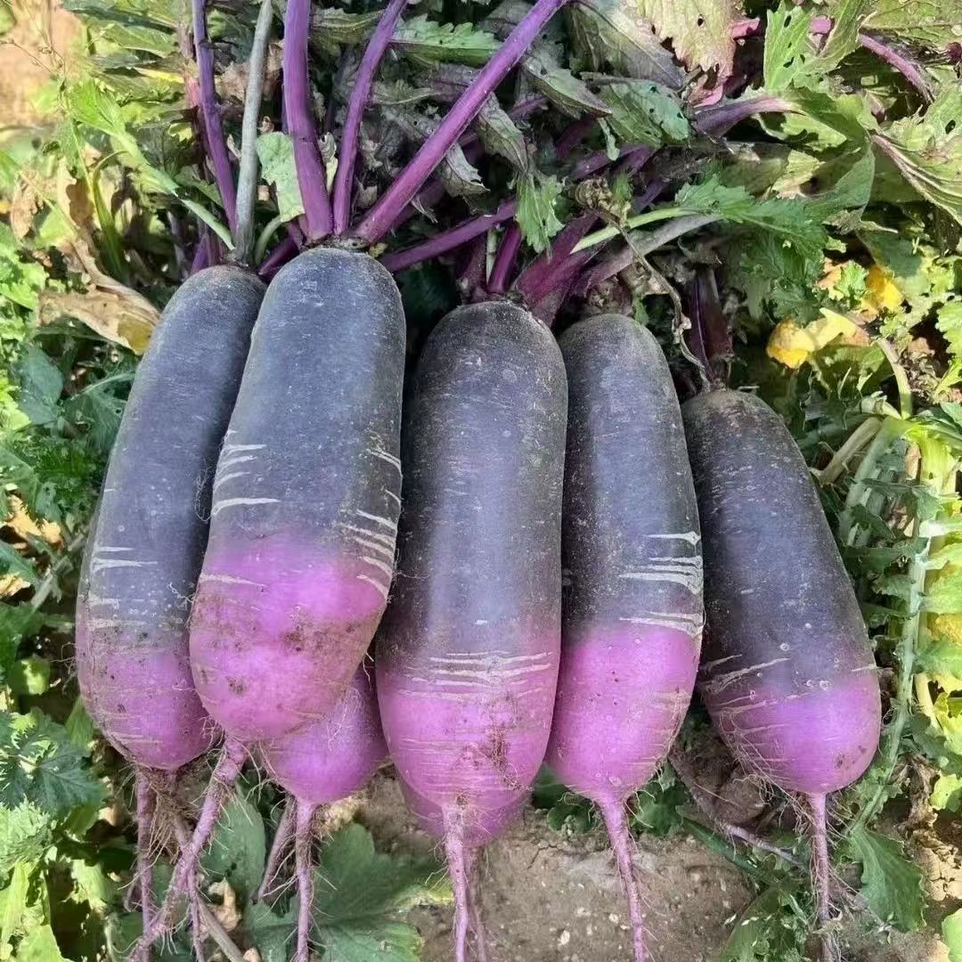 【双拼】潍坊水果萝卜天星2号冰激凌萝卜双拼生吃脆甜沙窝萝卜萝卜