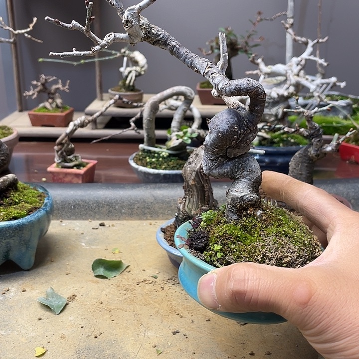 飞***刀无花朵梅花开富贵吉祥平安