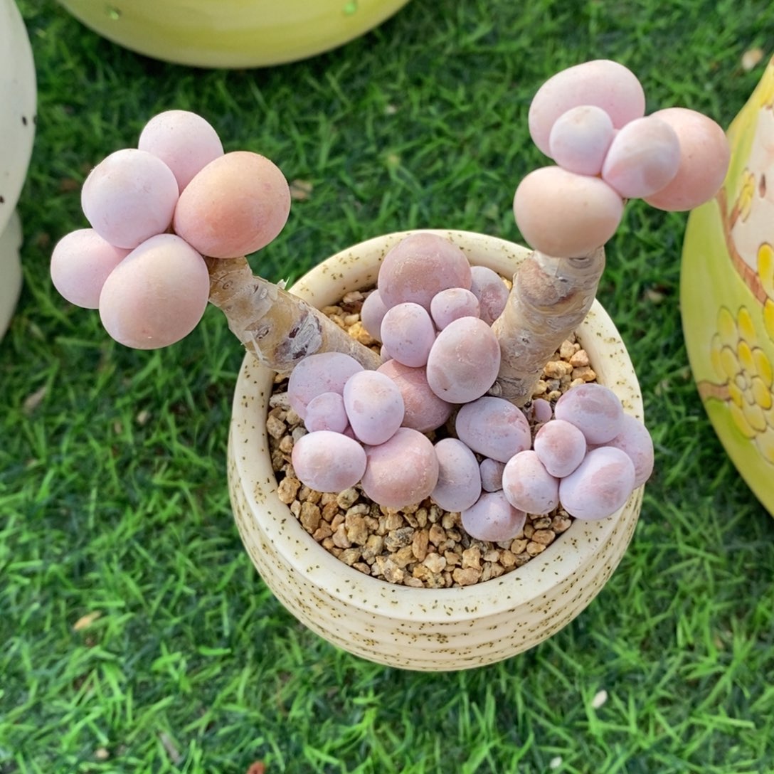 奶酪7头老桩一物一拍