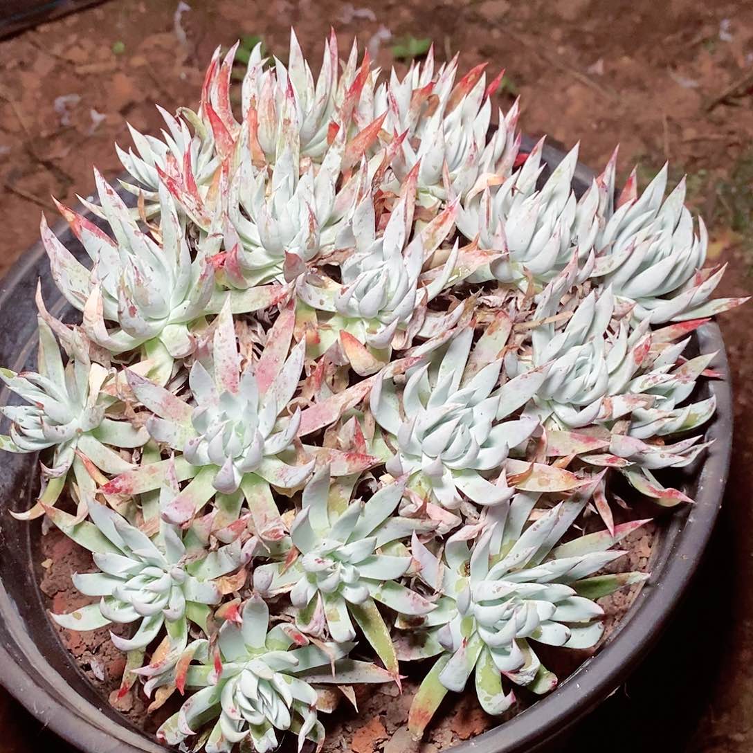 【闪购商品】哈哈哈哈奴婢吉娜多肉1621