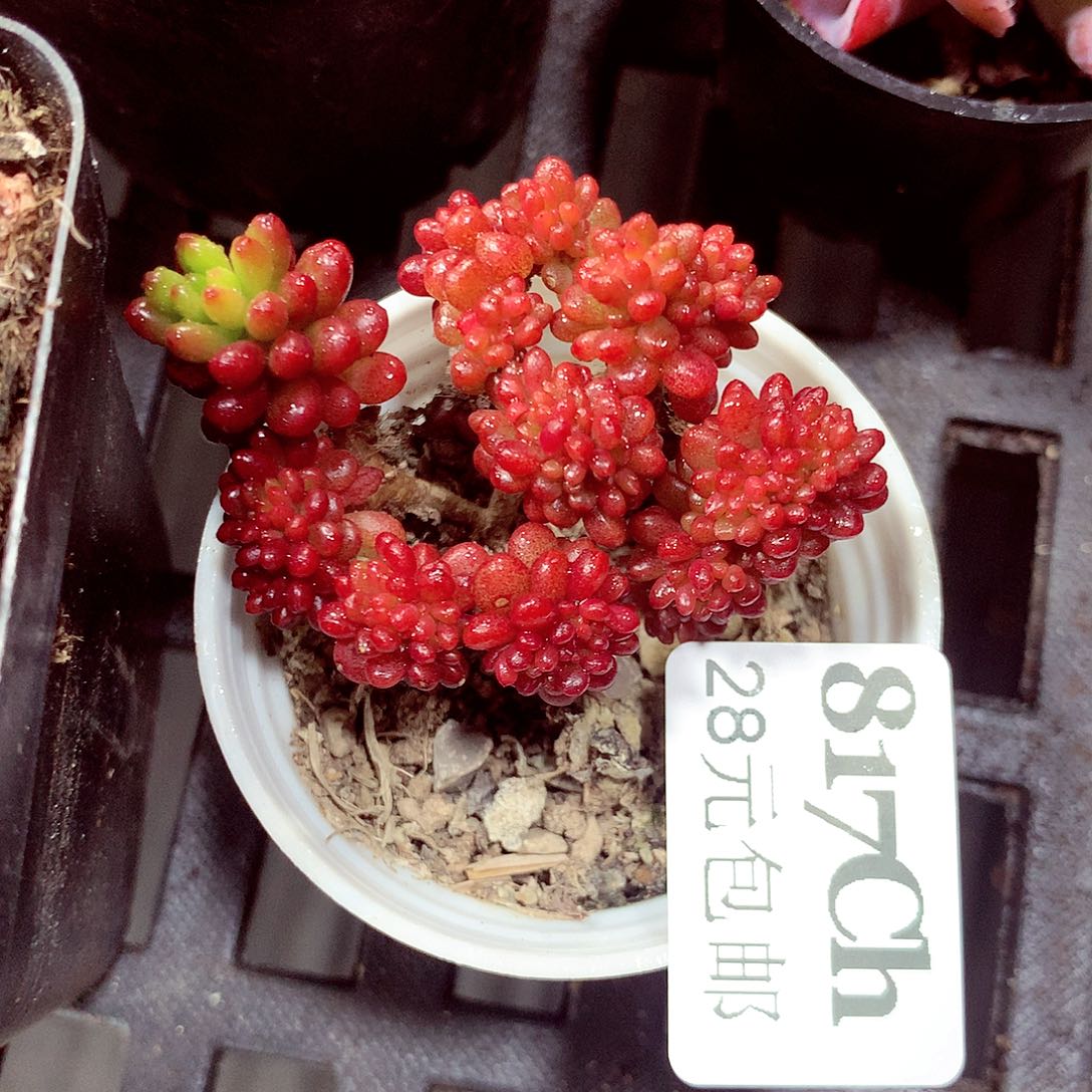 5厘米盆精控多肉817