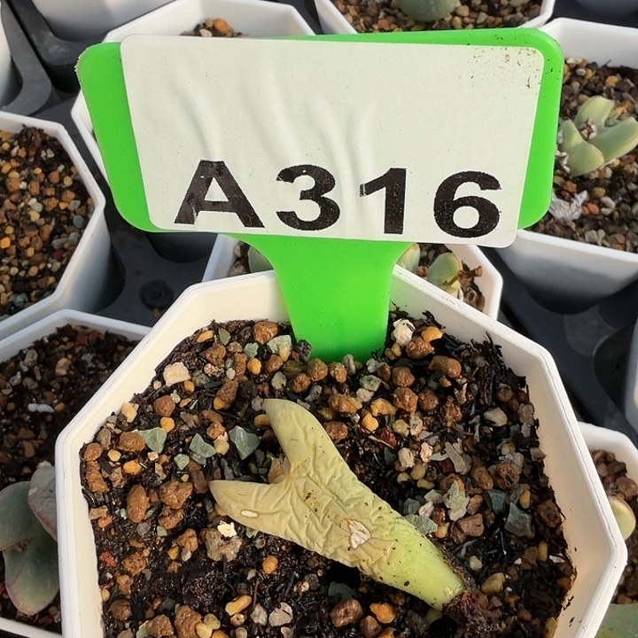 爱***的316nnhnnnnnnnnnnnnmm