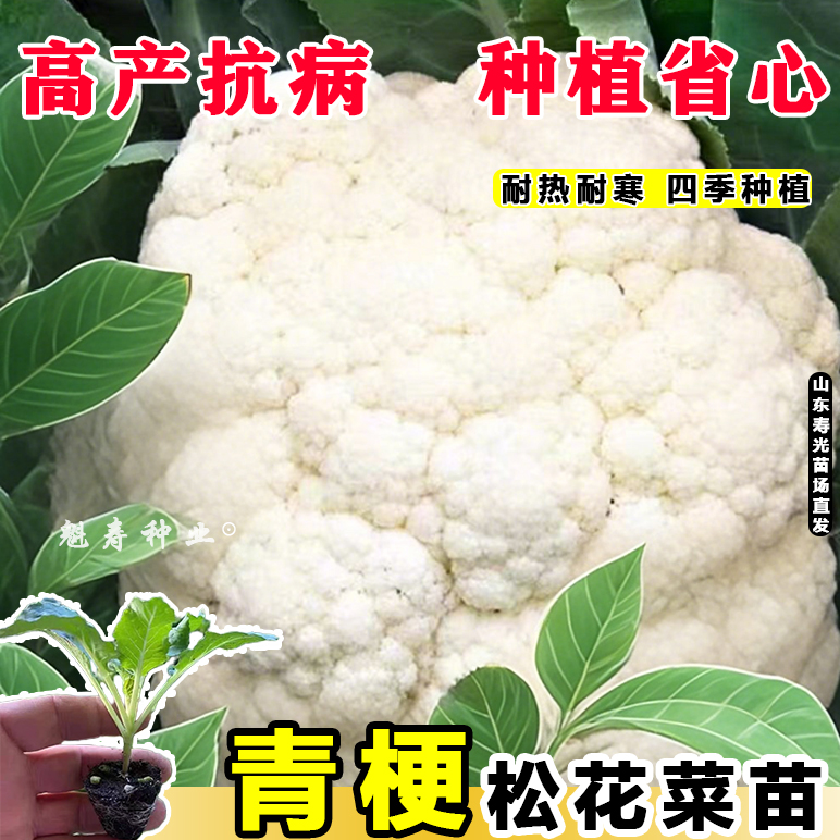 菜花苗花菜苗西蓝花苗包菜苗西兰花苗西蓝花苗翠绿水果甘蓝苗