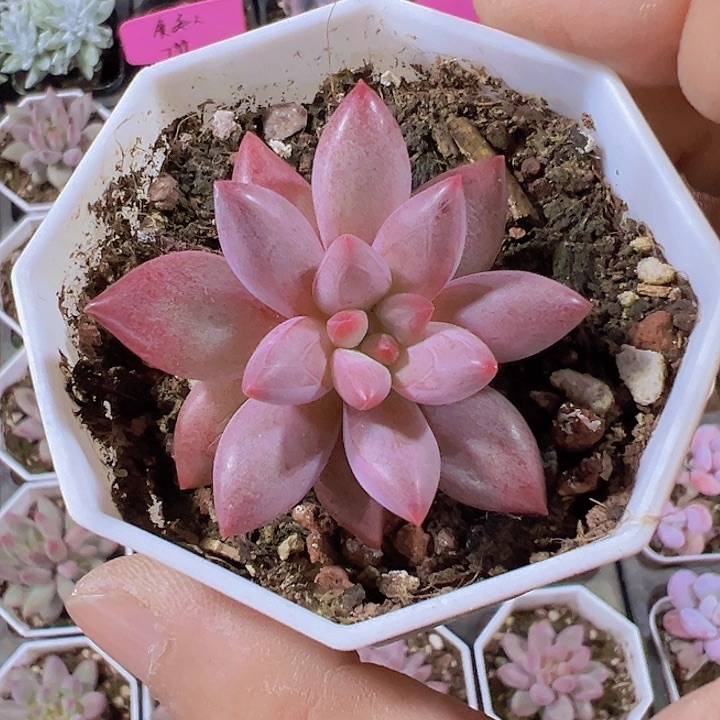 虞美人精品多肉植物