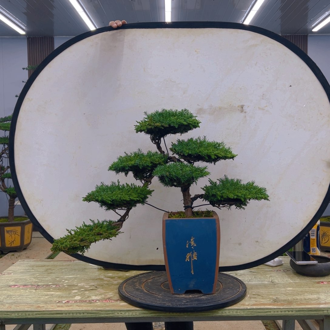 盆景龙爪松造型盆景