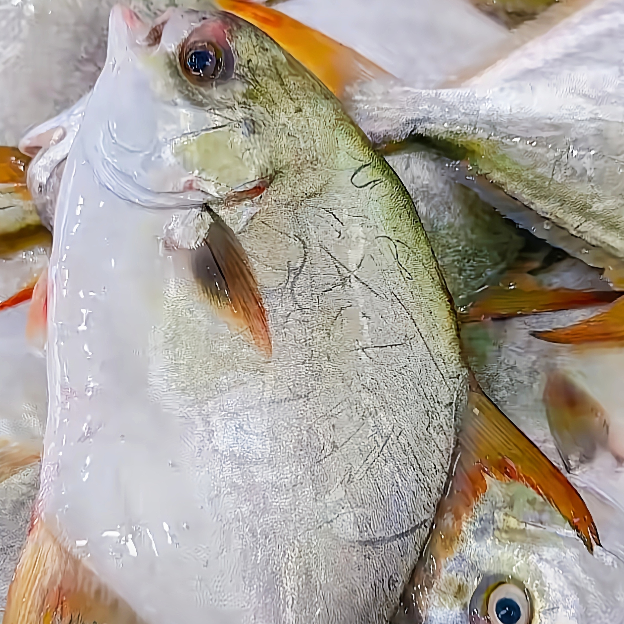 【马鲛仔海产】特大号新鲜金鲳鱼 5条 1-1.2斤条 速冻发顺丰 博贺港