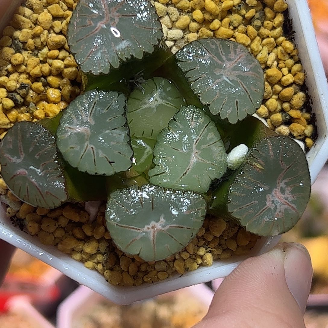 风之谷万象十二卷多肉