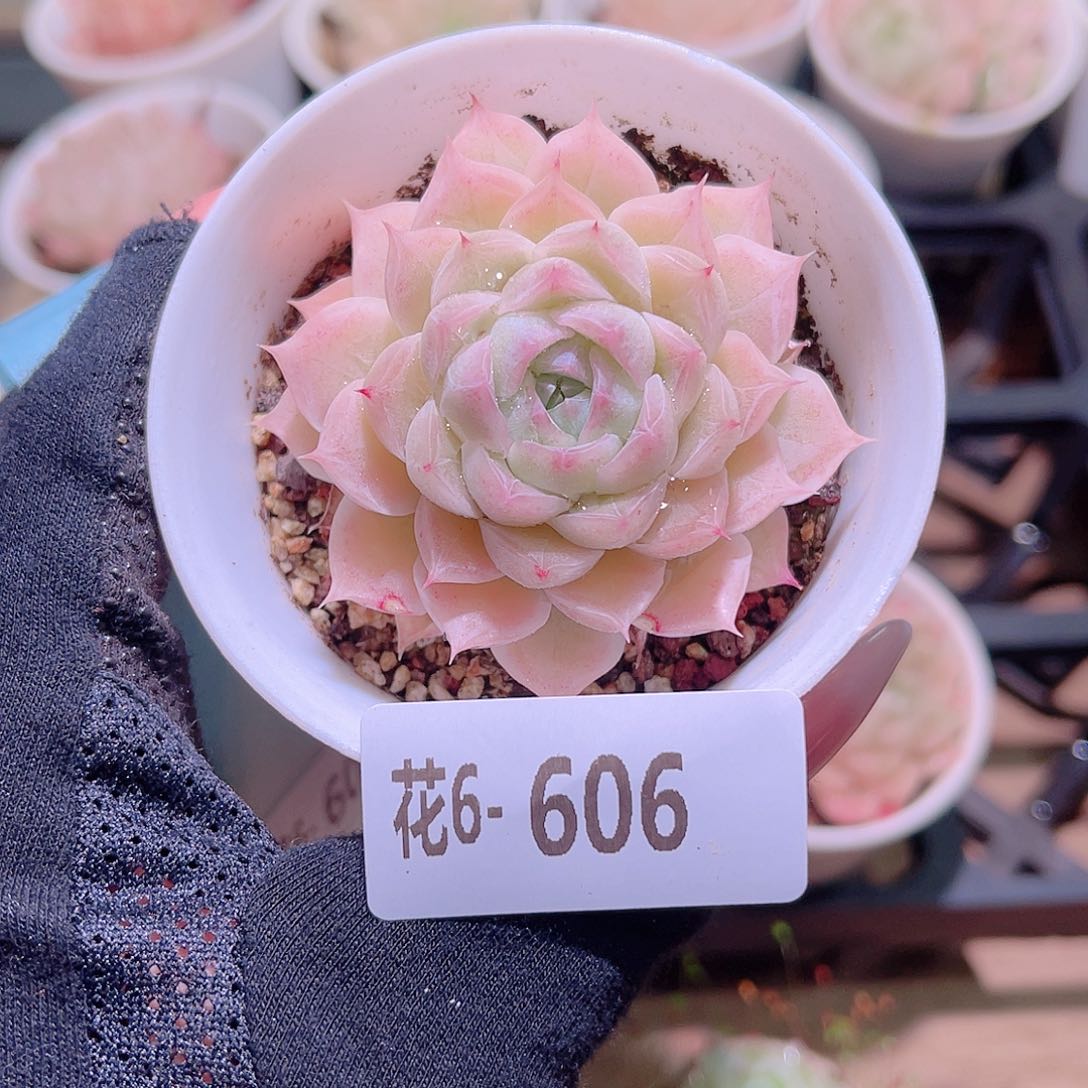 花利美6-606女王