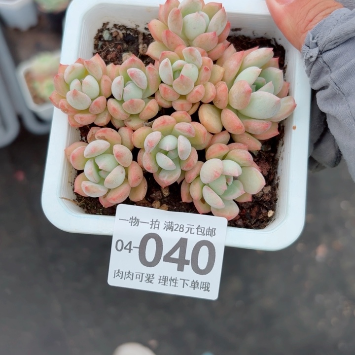 蜜桃格林多肉植物多肉植物多肉