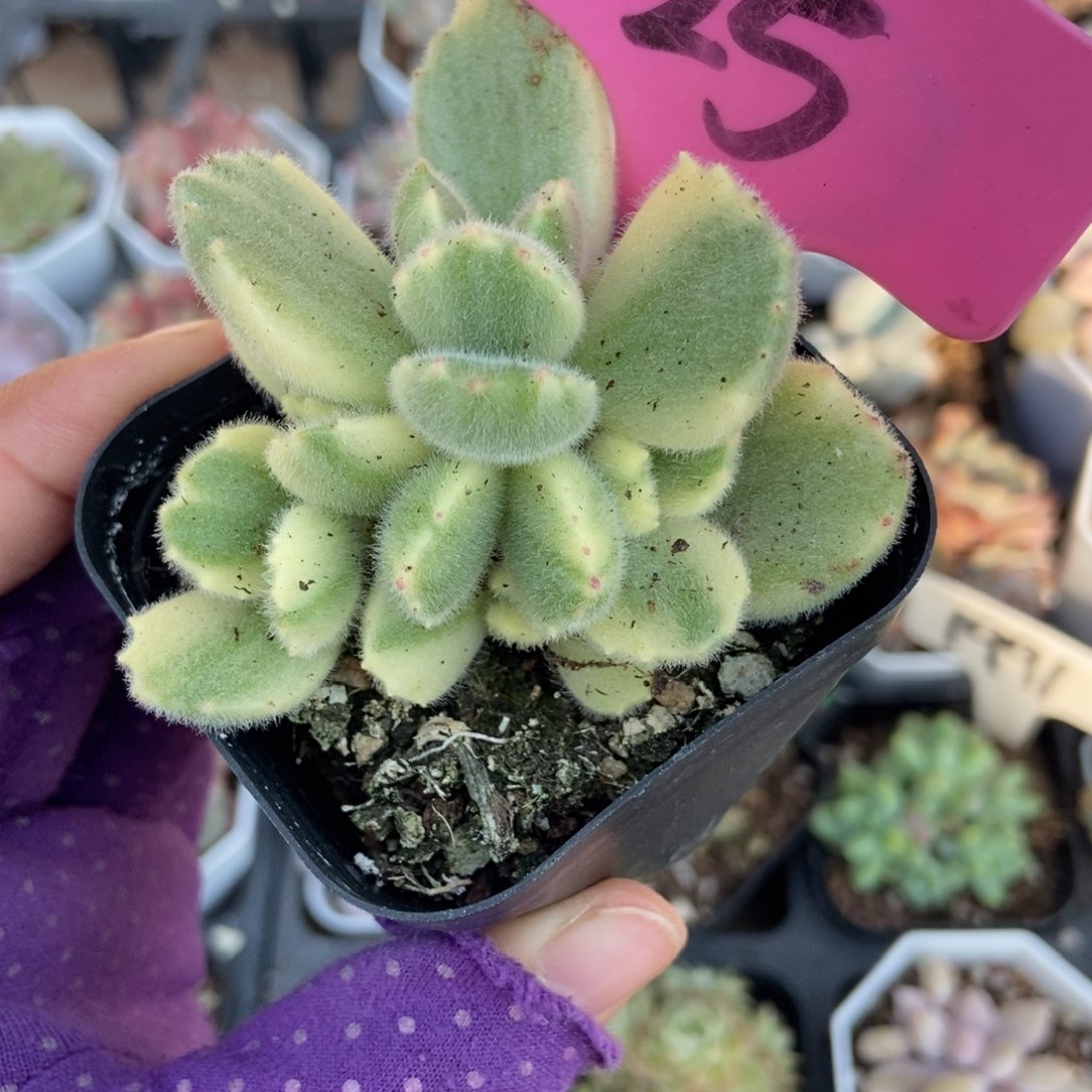 25熊童子多肉植物