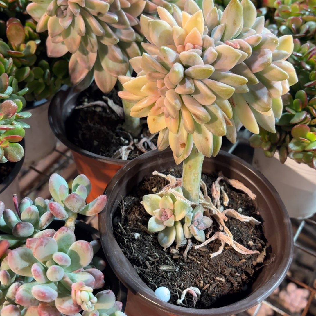 淡雪多肉缀化锦11㎝盆