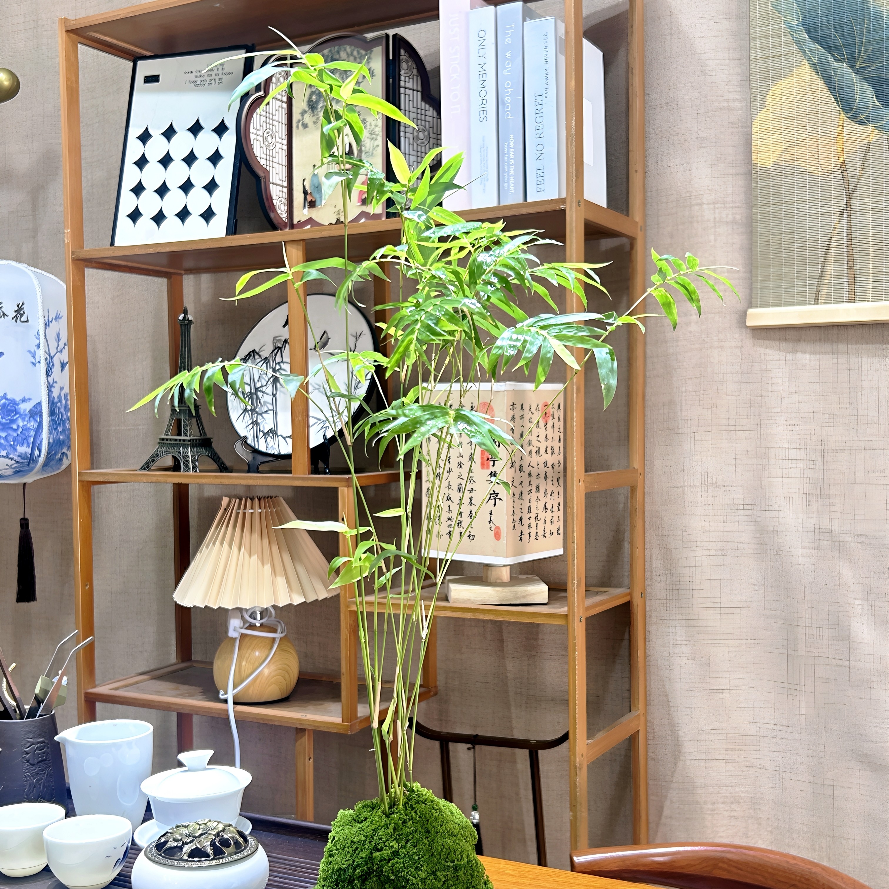 【直播间一物一拍】米竹盆栽室内绿植好养活客厅书房水培观赏竹子