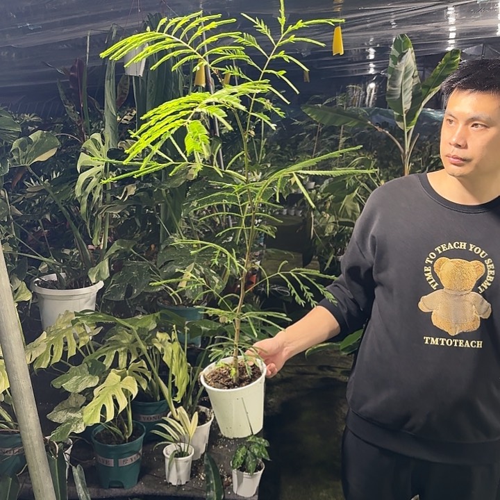 西**士密叶猴耳环260植物