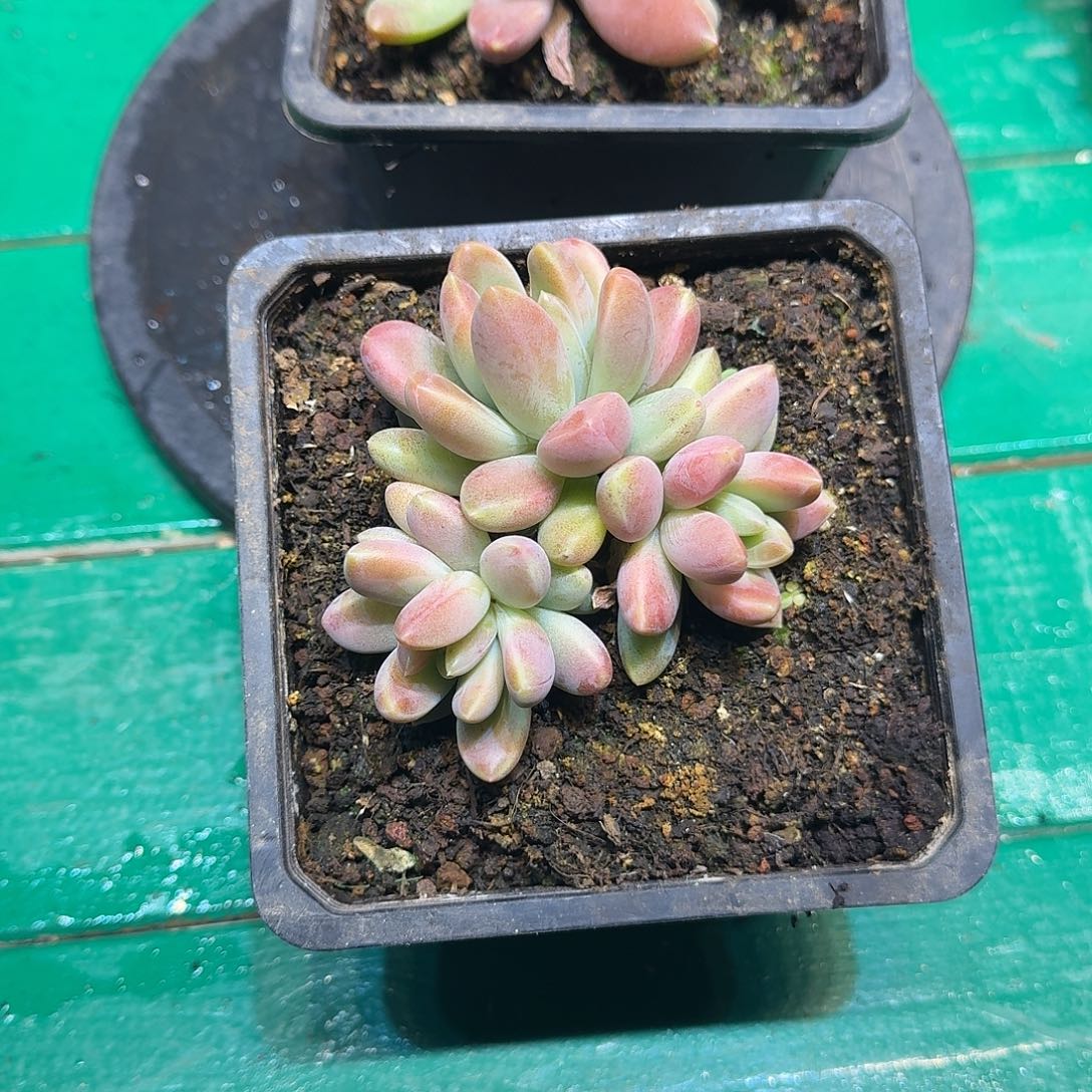 v***笑多肉植物多肉植物