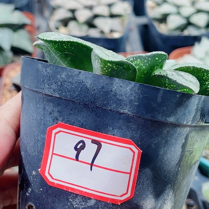 十二卷 实生寿 特选福利