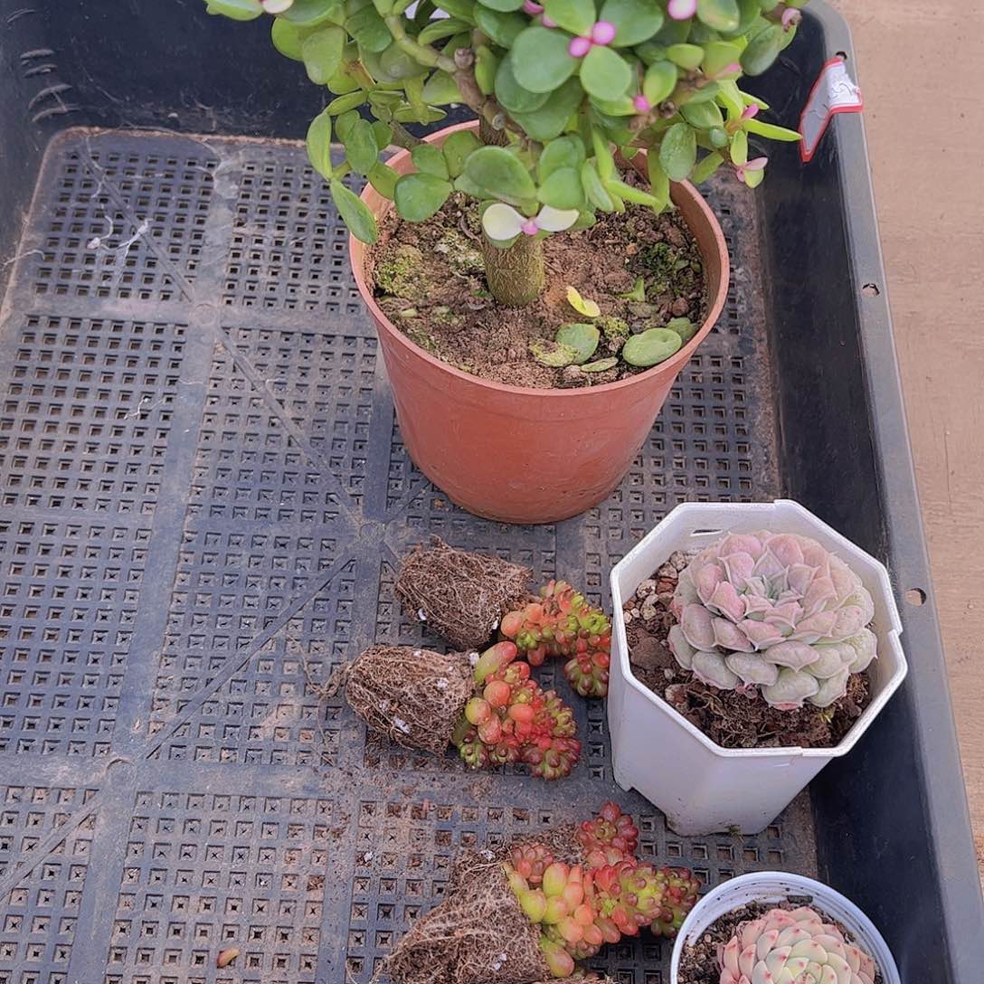 多肉930多肉植物