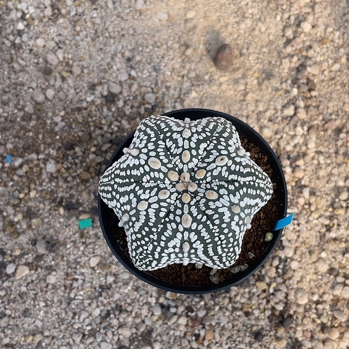 可***多实生6棱超兜福利福利