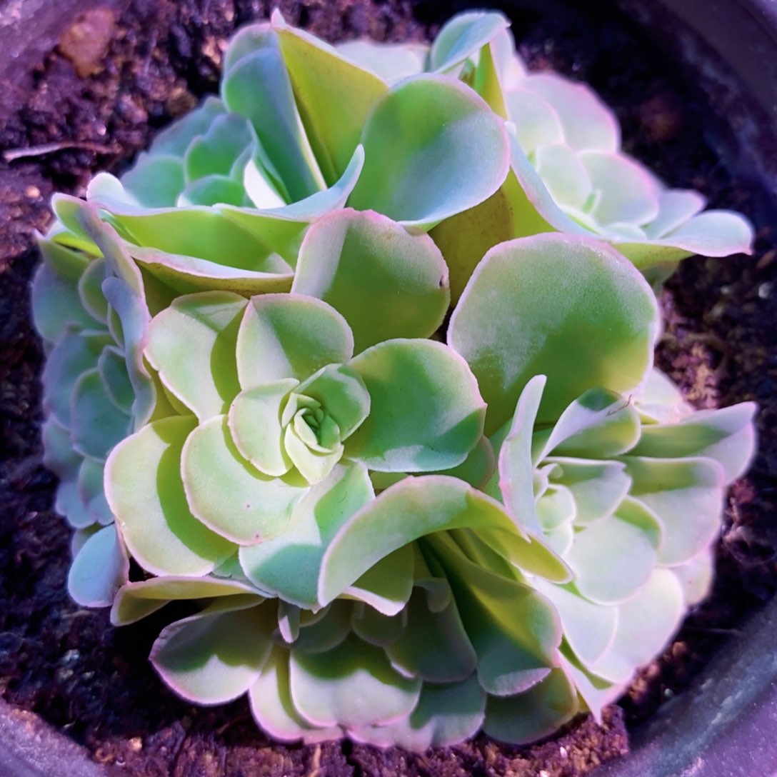 姝帕玫瑰群福利一物一拍002