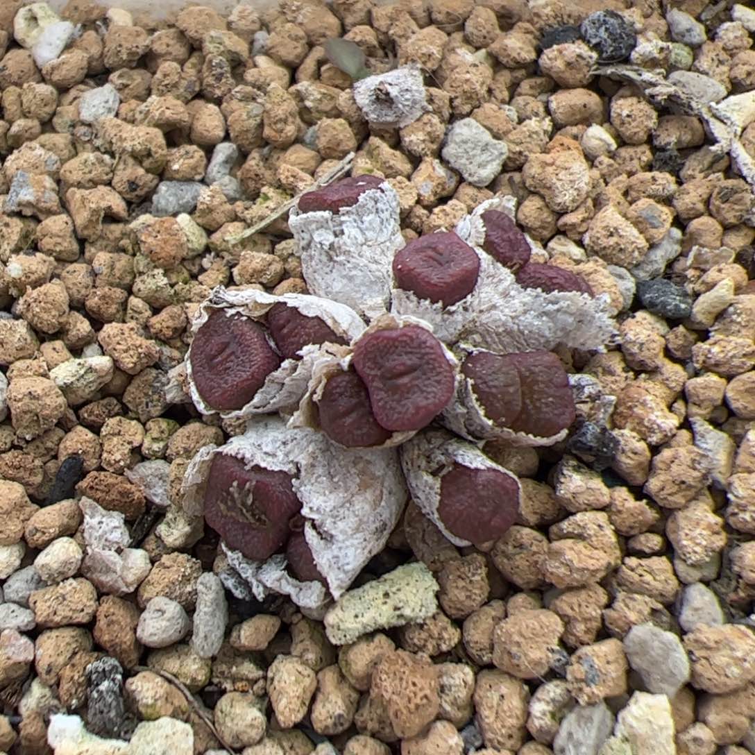 0117号方糖 多肉植物