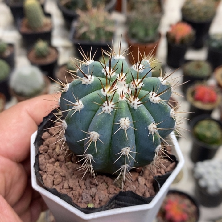 实生蓝云特价福利