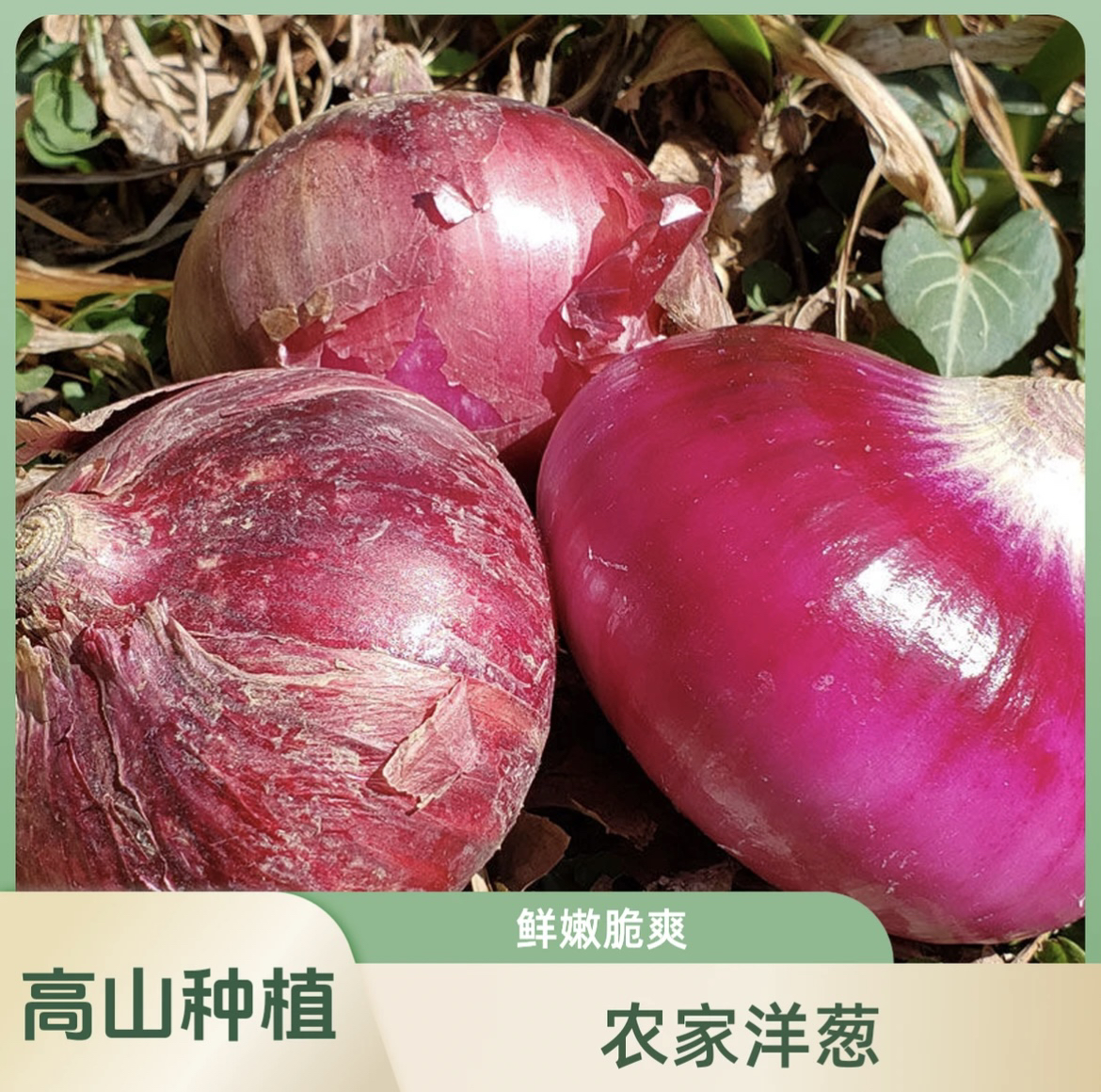 【高山洋葱】现挖高山水果洋葱生吃凉拌炒菜