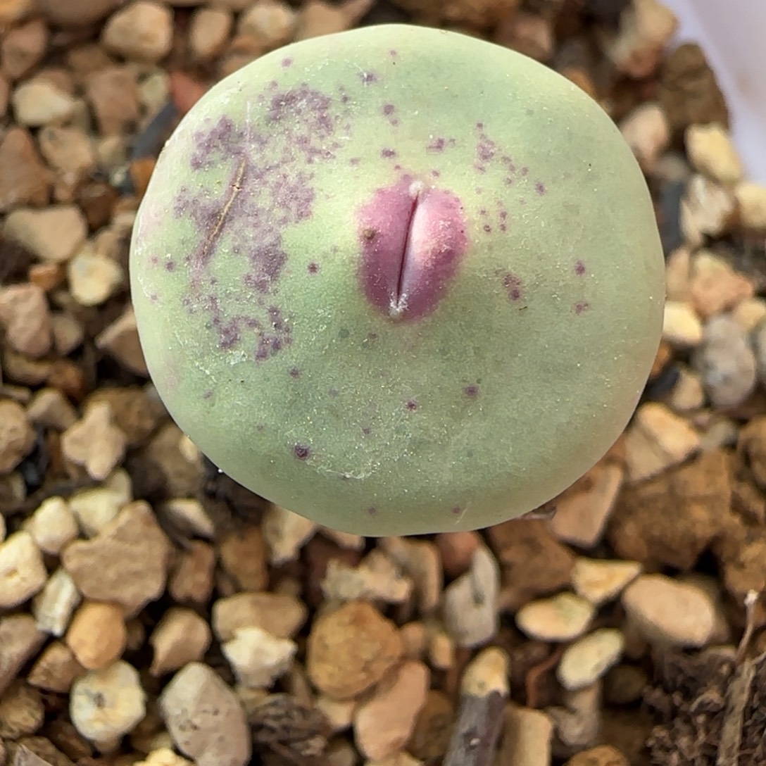 多肉植物DOWS嘴最后一颗漏84号