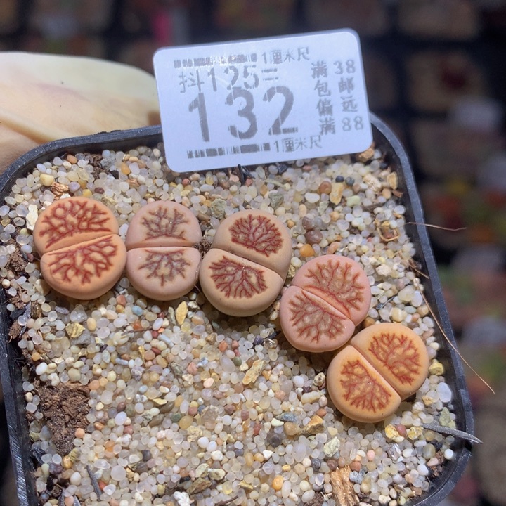 精品生石花125.132