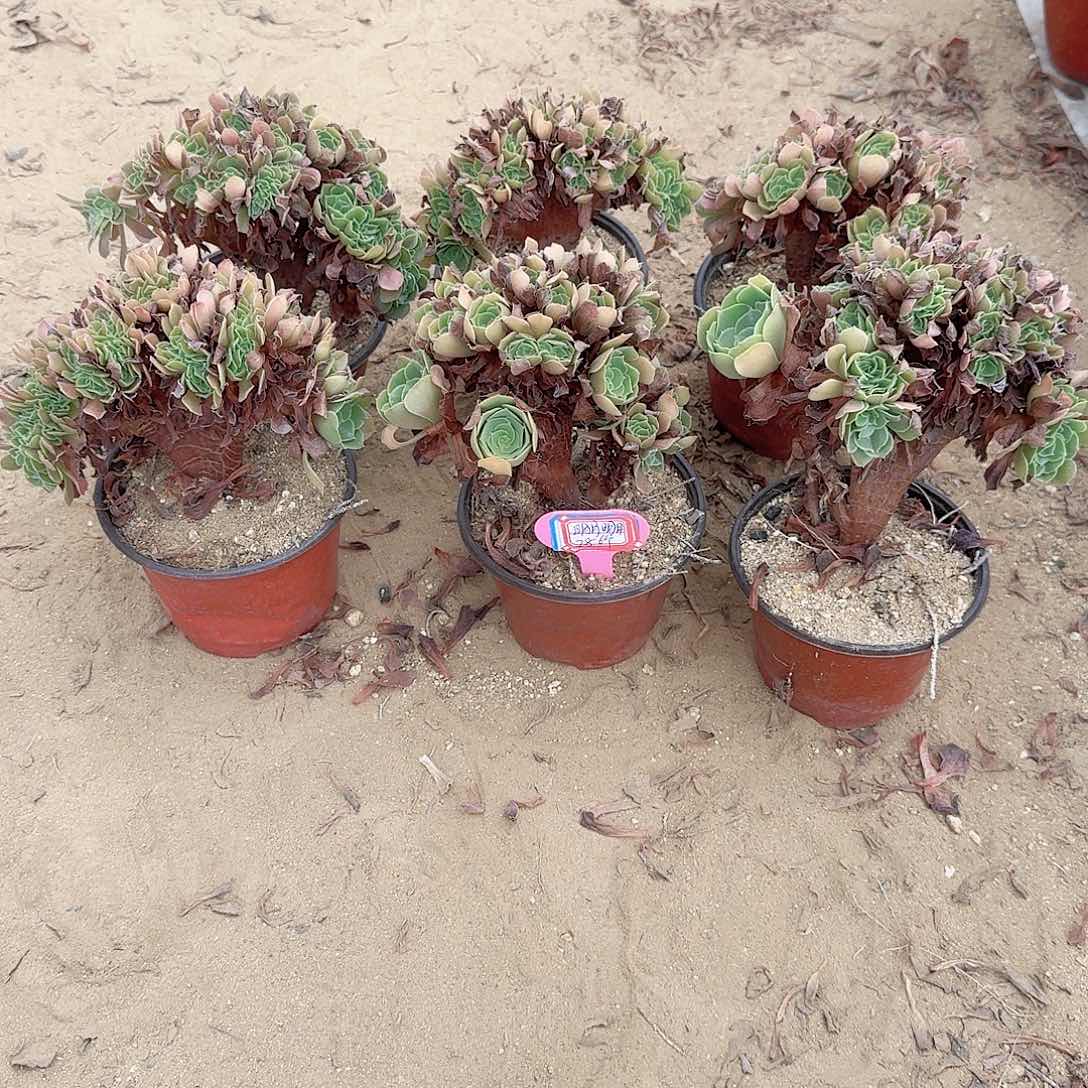 明***月火玫瑰朵朵共6颗呀呀